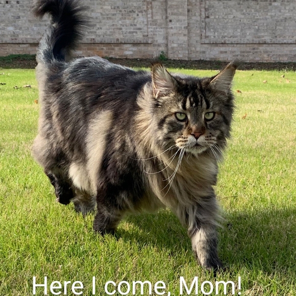 Hi! I'm Wolfie. What's your name? - Picture 6 of 17